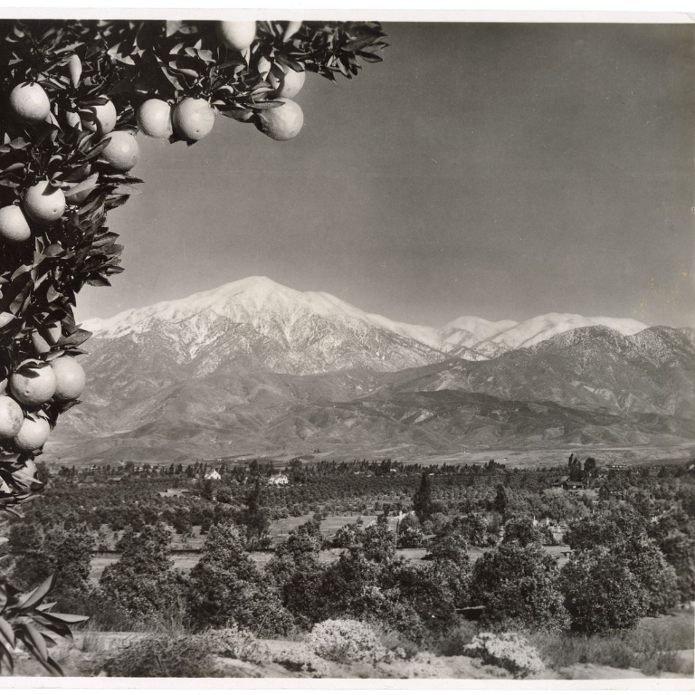 Citrus Grove Mt Baldy - Hartman Baldwin Pre-Launch Vintage black and white photo of orange groves with snow-capped mountains in the distance